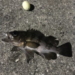 フロートメバリング