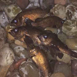 爆風メバリング