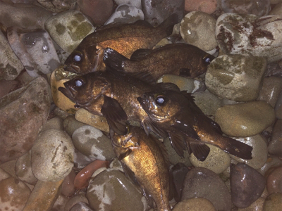 爆風メバリング