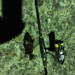 ナイトアジングのはずが・・