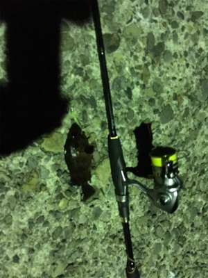 ナイトアジングのはずが・・