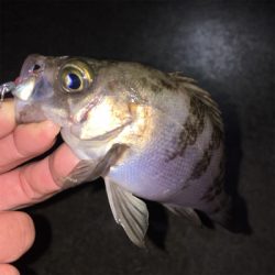 常夜灯まわりで