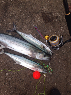 防波堤から寒サワラ88cm！