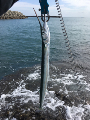 暖かくなってきた朝マズメ