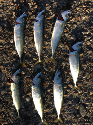 鯖を釣りました。