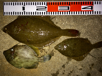 この時期に投げでカワハギ