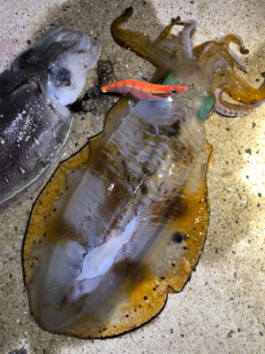 西海市エギング