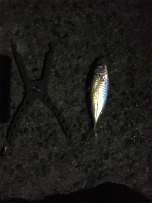 最近良さげなアジング