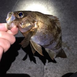 強風の中メバリング