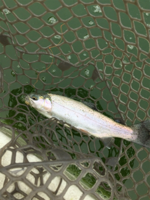 エリアトラウト