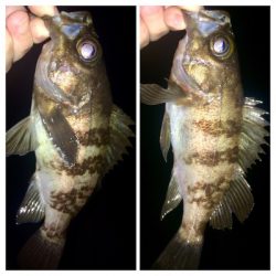 メバリンガー1805〜1850