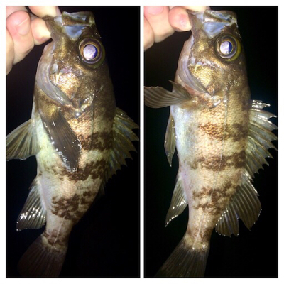 メバリンガー1805〜1850