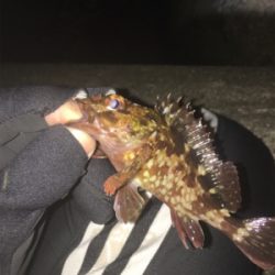 遊んでくれるのはチビだけ