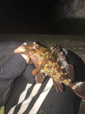 遊んでくれるのはチビだけ