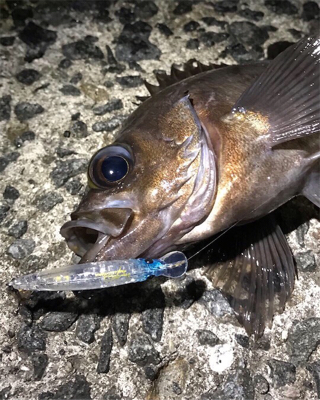 メバル釣れた！の巻