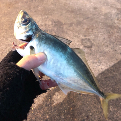 今年初アジング