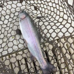 エリアトラウト