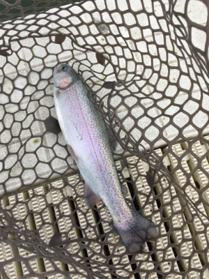 エリアトラウト