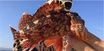 得意のライトゲーム