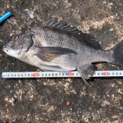 キセキ 4戦3勝 4枚