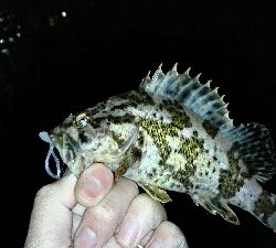 2018年3月20日釣行in須崎埠頭周辺