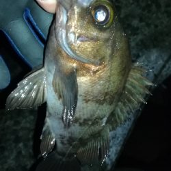 ナイトメバリング