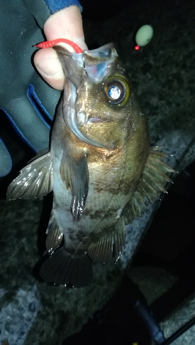 ナイトメバリング