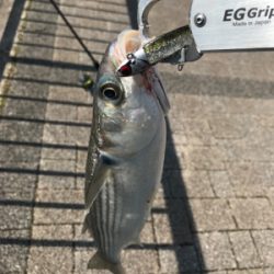 食ってきたのはー