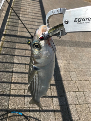 食ってきたのはー