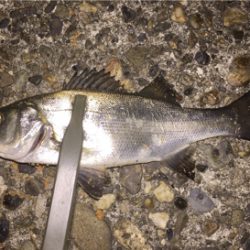 セイゴが食ってきた!