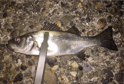 セイゴが食ってきた！