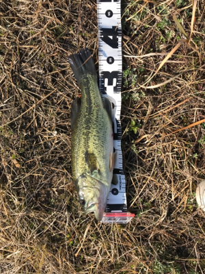 旧吉野川最下流にて