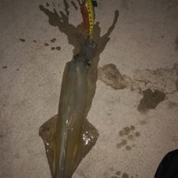 やっぱりヤリイカ