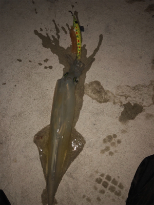 やっぱりヤリイカ