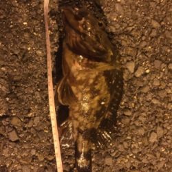 またもやメバル0！