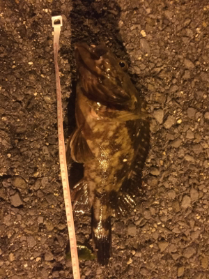 またもやメバル0！