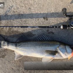 ディアルーナXR B806 入魂♫