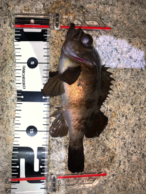 楽しめました(^^)