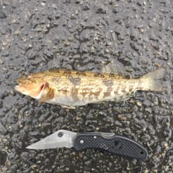 渋い中のアイナメ