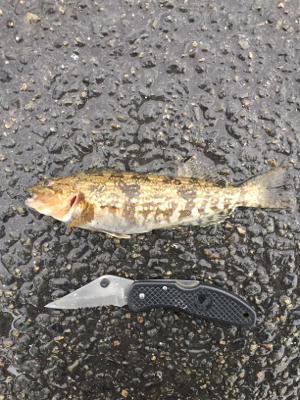 渋い中のアイナメ