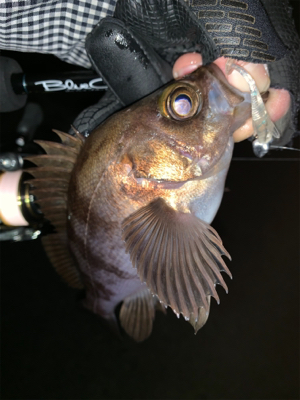 爆風メバリング