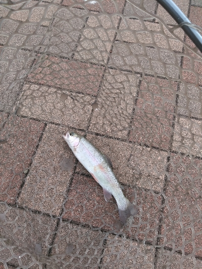 服部緑地でトラウト