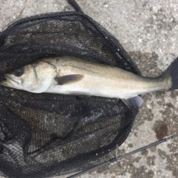 アジ狙いで、シーバス！