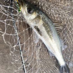 マイクロベイト