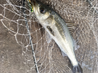 マイクロベイト