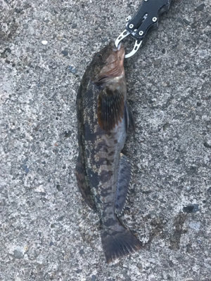 ロックフィッシュ釣り