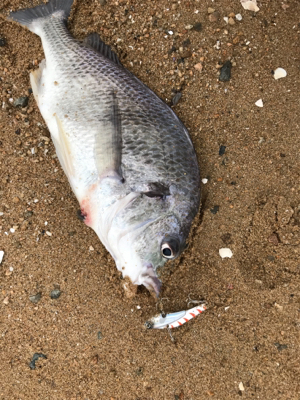 バイブレーションキビレ