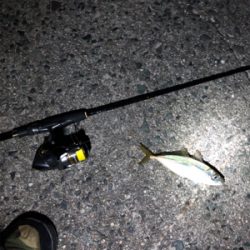 仕事終わりアジング