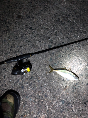 仕事終わりアジング