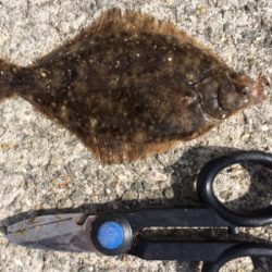 可愛いカレイとキロタコ